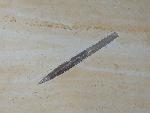 Hibolithes semisulcatus (M�NSTER 1830) - Bild &copy; FossNet FossilienStore